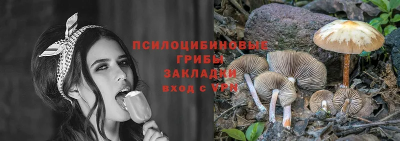 ОМГ ОМГ маркетплейс  дарнет шоп  Махачкала  Псилоцибиновые грибы Psilocybe 